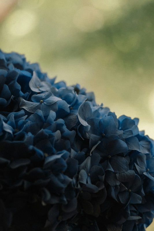 a close up of a flower