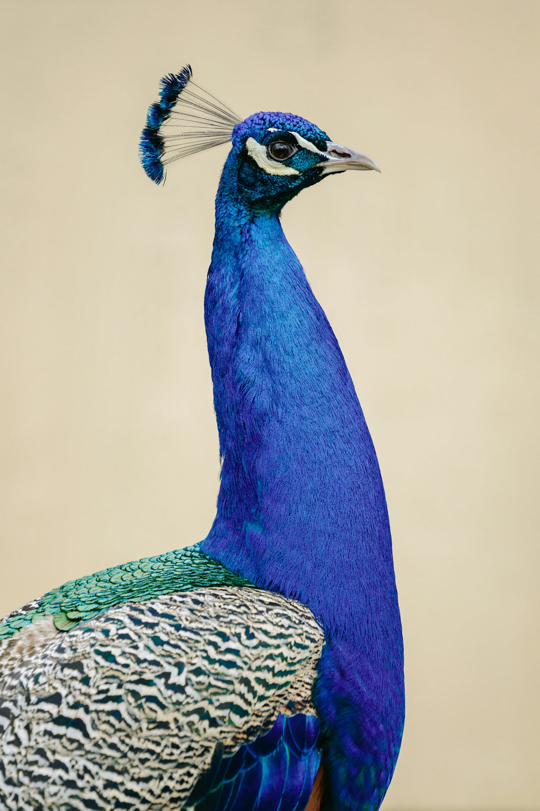 A majestic peacock stands proudly