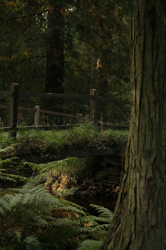 A rustic wooden fence in a lush green forest.